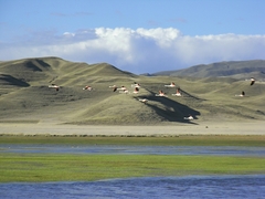 Flamingo auf Altiplano - Peru